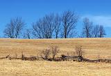 Trees Beyond Fence_08145